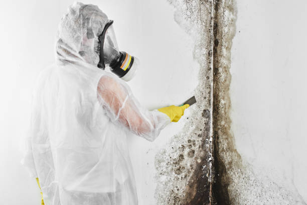 Best Insurance-Related Mold Remediation in Highland Springs, VA