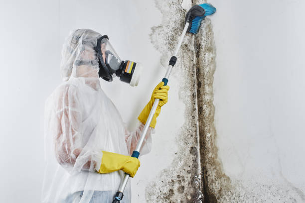 Best Basement Mold Remediation in Highland Springs, VA
