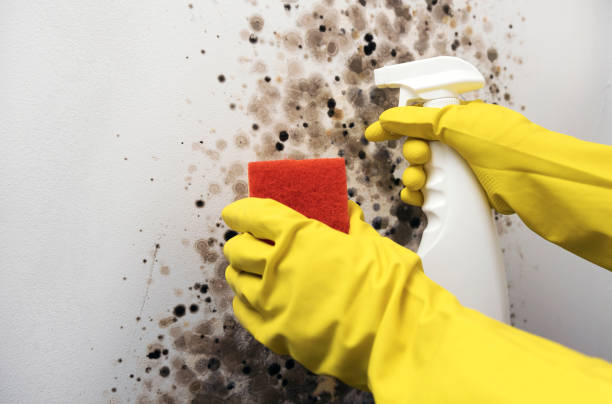Best Residential Mold Remediation in Highland Springs, VA