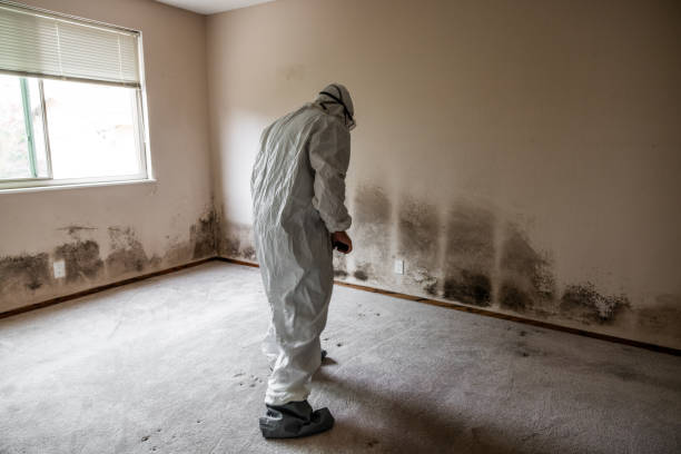 Best Health and Safety Mold Remediation in Highland Springs, VA