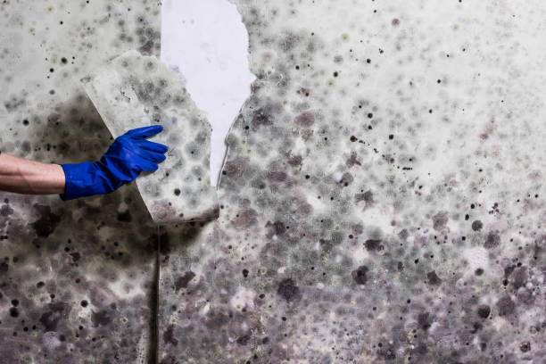 Best Industrial Mold Remediation in Highland Springs, VA