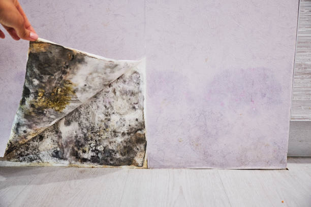 Best DIY Mold Remediation Support Services in Highland Springs, VA